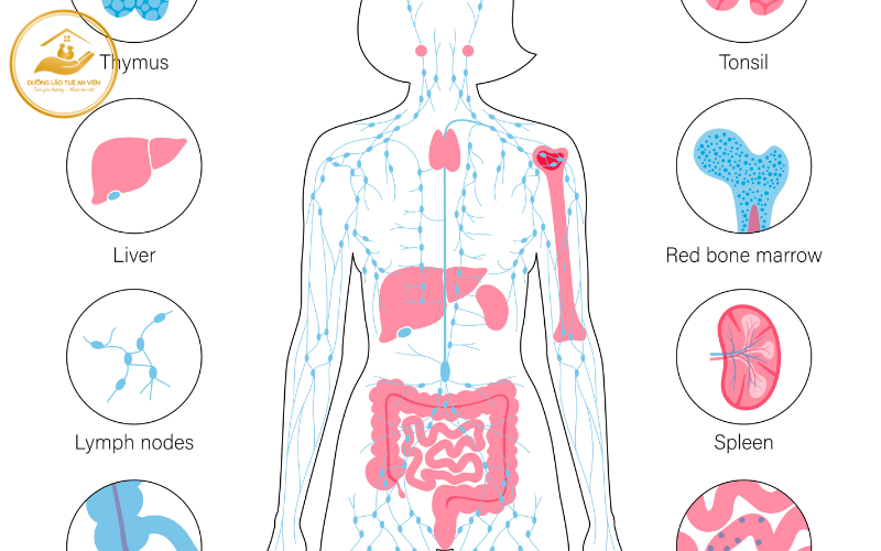 Vai trò của dinh dưỡng trong quá trình phục hồi chức năng