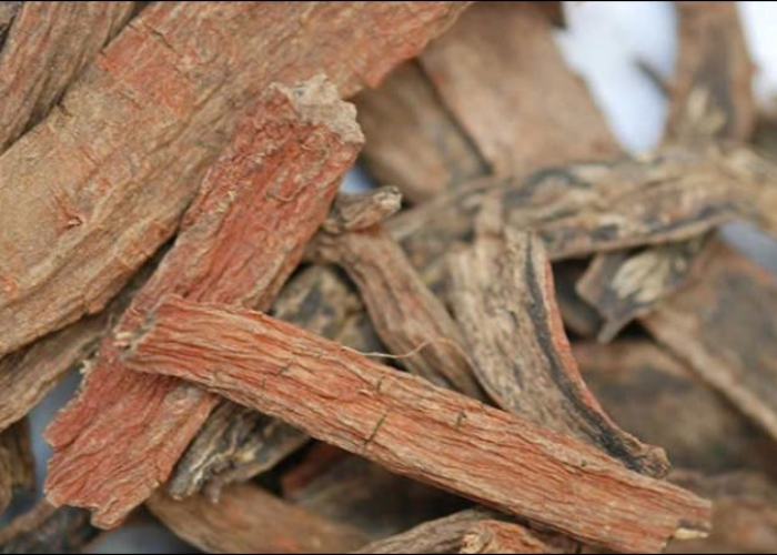 Bài thuốc Đông y trị suy giãn tĩnh mạch chân hiệu quả