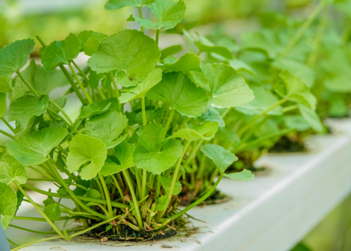 Bài thuốc Đông y trị suy giãn tĩnh mạch chân hiệu quả