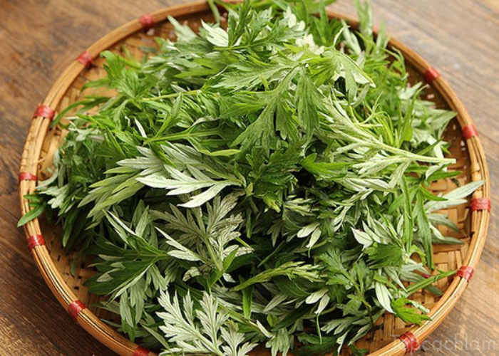 Bài thuốc Đông y trị suy giãn tĩnh mạch chân hiệu quả