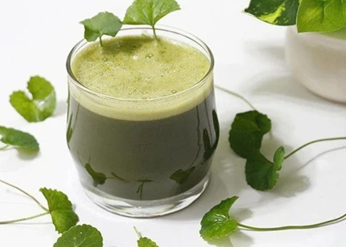 Rau má chữa suy giãn tĩnh mạch: Cách dùng và lưu ý (3)